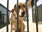 愛犬「シュリ」